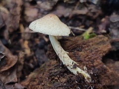Lepiota elaiophylla