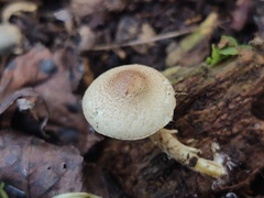 Lepiota elaiophylla