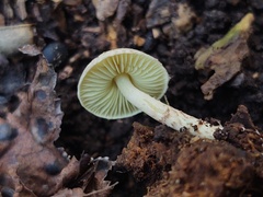 Lepiota elaiophylla