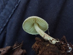 Lepiota elaiophylla