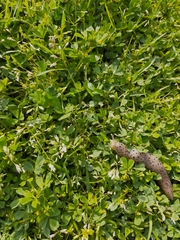 Limax conemenosi