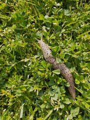 Limax conemenosi