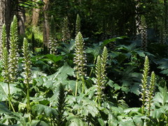 Acanthus