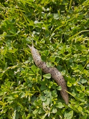 Limax conemenosi