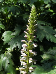 Acanthus