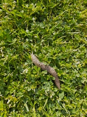 Limax conemenosi