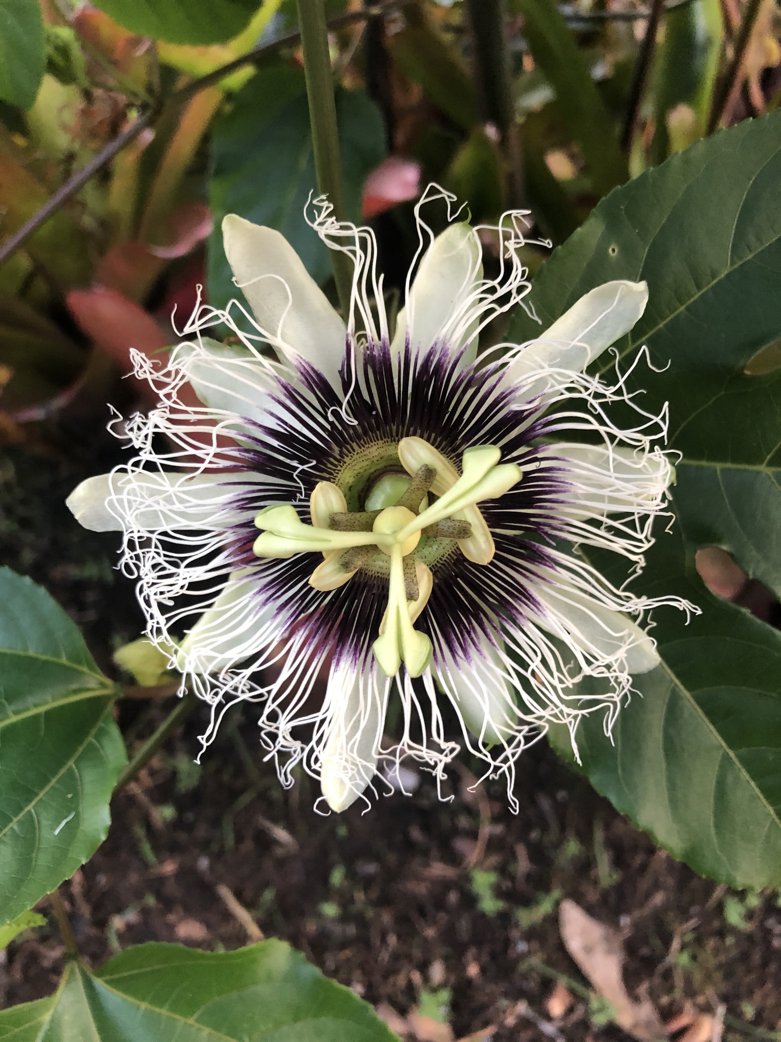 Passiflora edulis