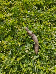 Limax conemenosi