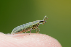 Lixus filiformis