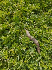 Limax conemenosi