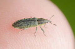 Lixus filiformis