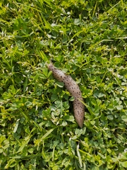 Limax conemenosi