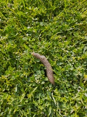 Limax conemenosi