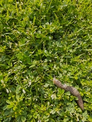 Limax conemenosi