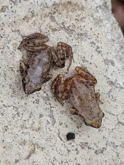 Eleutherodactylus campi