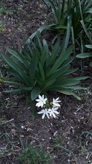 Pancratium illyricum