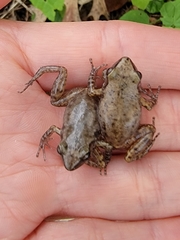 Eleutherodactylus campi