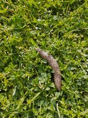 Limax conemenosi