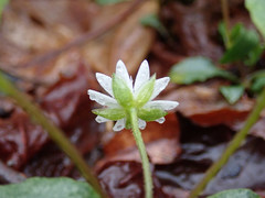Stellaria corei