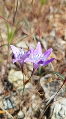 Triteleia bridgesii