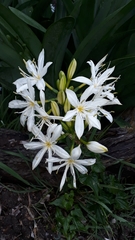 Pancratium illyricum