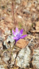 Triteleia bridgesii