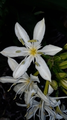 Pancratium illyricum
