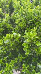 Euonymus japonicus