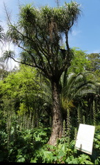 Beaucarnea recurvata