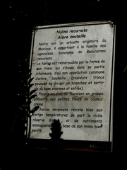 Beaucarnea recurvata