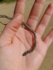 Phalotris lemniscatus