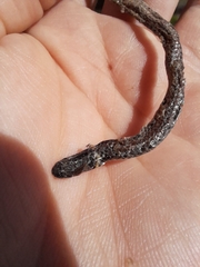 Phalotris lemniscatus