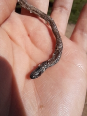 Phalotris lemniscatus