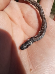 Phalotris lemniscatus