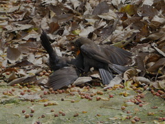 Turdus merula