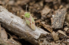 Conostethus venustus