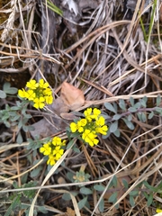 Alyssum montanum gmelinii