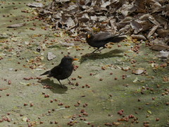 Turdus merula