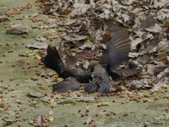 Turdus merula