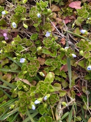 Veronica persica