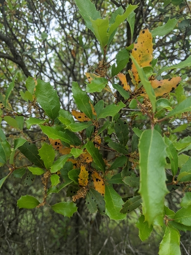 Quercus berberidifolia × engelmannii