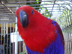 Eclectus