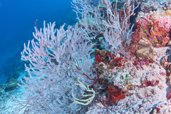 Subergorgia suberosa