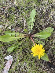 Taraxacum officinale
