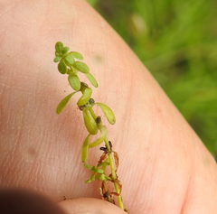 Callitriche trochlearis
