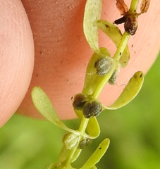 Callitriche trochlearis