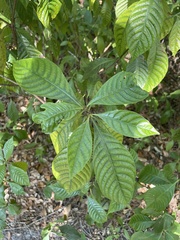 Psychotria nervosa