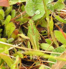 Chimarocephala pacifica