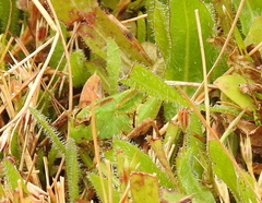 Chimarocephala pacifica