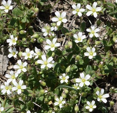 Cerastium ramosissimum